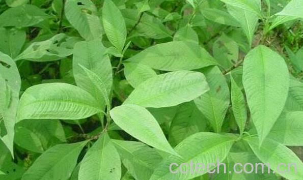 酸模叶的功效与作用 酸模叶的禁忌-0