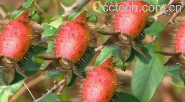 金樱子的食用方法 金樱子怎么吃-0