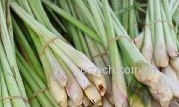 香茅根的功效与作用 香茅根的禁忌-0