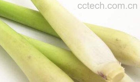 香茅根的功效与作用 香茅根的禁忌-1