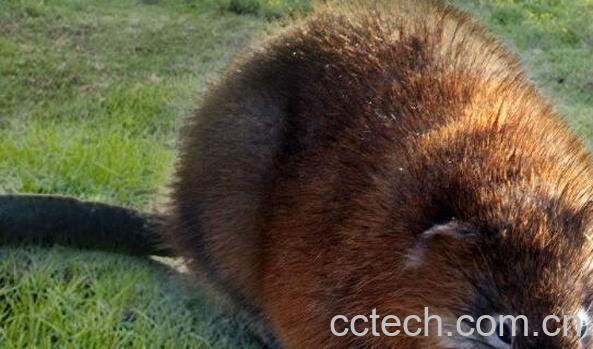 鼠肾的功效与作用 鼠肾的药用价值 -0