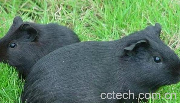 鼠肾的功效与作用 鼠肾的药用价值 -1