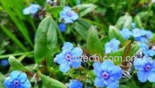 齿缘草的功效与作用 齿缘草的副作用-0