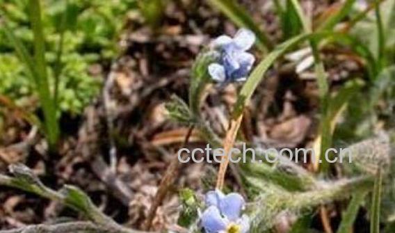 齿缘草的功效与作用 齿缘草的副作用-1