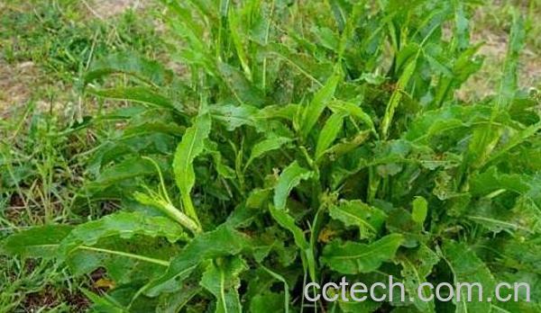 红丝酸模的功效与作用 红酸模叶怎么吃-0