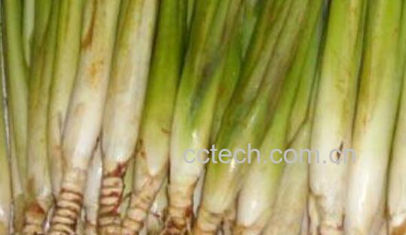 香茅根怎么吃 香茅根的食用方法-0