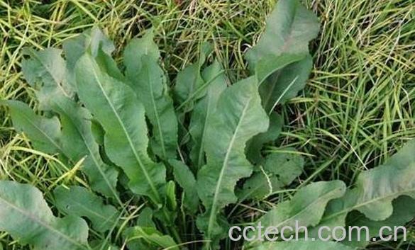 红丝酸模的功效与作用 红酸模叶怎么吃-1