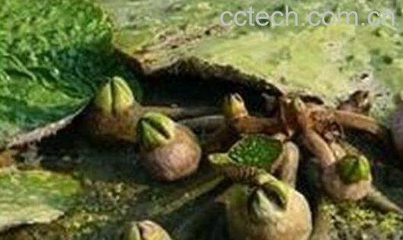 芡实根的功效与作用 芡实根的副作用-0