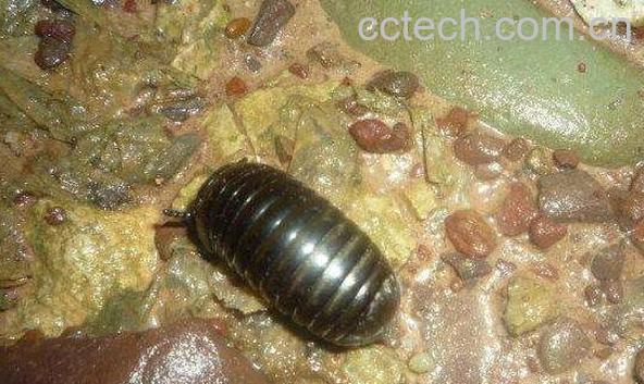 滚山珠的功效和作用及药用价值-0