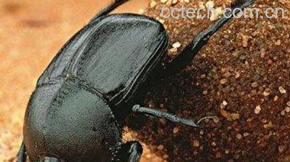 滚屎虫的功效和作用及药用价值-0