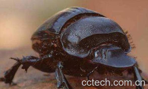 滚屎虫的功效和作用-1