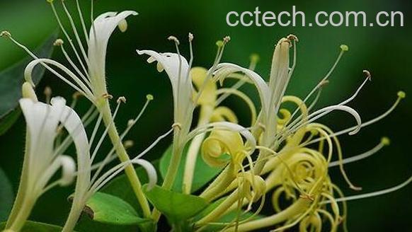 金银花的功效与作用 吃金银花的好处与禁忌-0