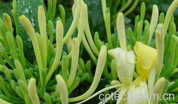 金银花的功效与作用 吃金银花的好处与禁忌-1