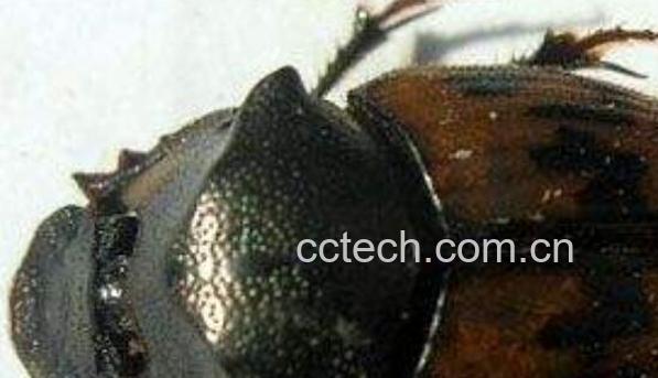 拱屎虫的功效与作用-1