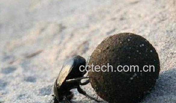 拱屎虫的功效与作用-0