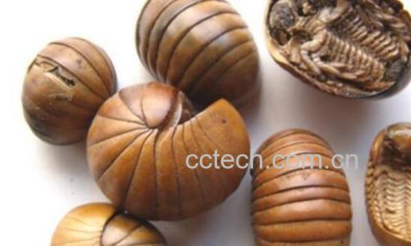 滚山虫的功效与作用 滚山虫剧毒是真的吗-1