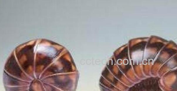 滚山虫的功效与作用 滚山虫剧毒是真的吗-0