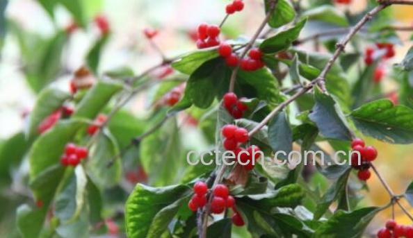 滚山珠泡酒的功效和作用-1