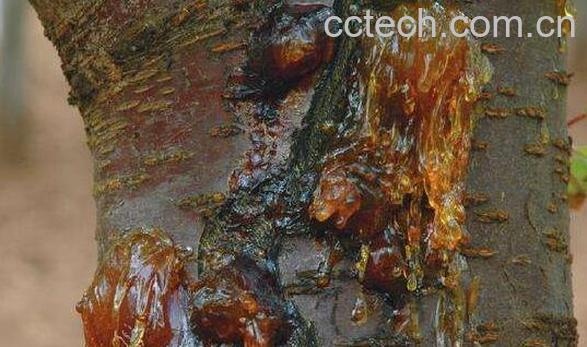 樱桃树胶的功效与作用-0