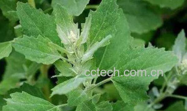 有毒灰菜与灰菜的区别 灰菜的功效与作用-0