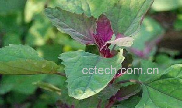 有毒灰菜与灰菜的区别 灰菜的功效与作用-1