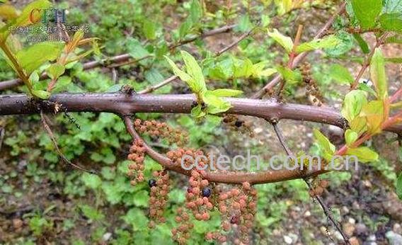 桑碳灰的功效与作用-1