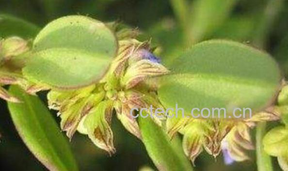 金牛七的功效与作用 金牛七的药用价值-0