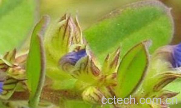 金牛七的功效与作用 金牛七的药用价值-1