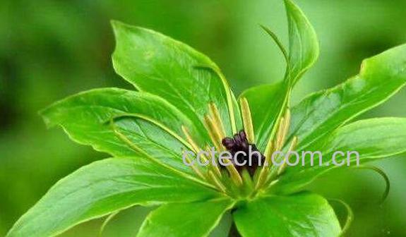 七叶一枝花的功效与作用及食用方法-0