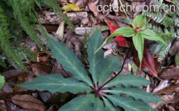 七叶一枝花的功效与作用及食用方法-1