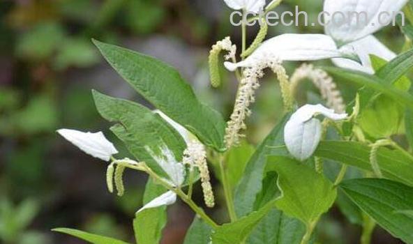 三白草的功效与作用 三白草的药用价值-0