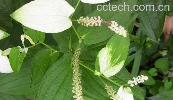 三白草根的功效与作用-0