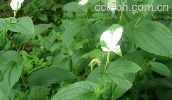 三白草的功效与作用 三白草的药用价值-1