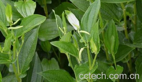 三白草根的功效与作用-1