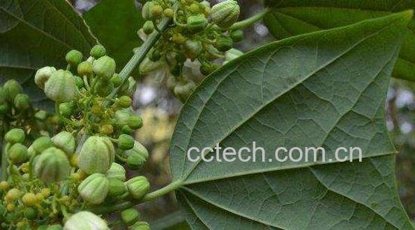 锅铲叶的功效与作用 锅铲叶的副作用-1