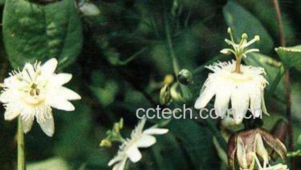 锅铲叶的功效与作用 锅铲叶的副作用-0