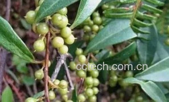 酸藤果的功效与作用 酸藤果的副作用-0