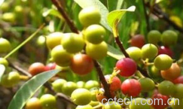 酸藤果的功效与作用 酸藤果的副作用-1