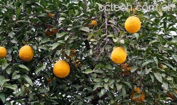 香橼怎么吃 香橼的副作用-0