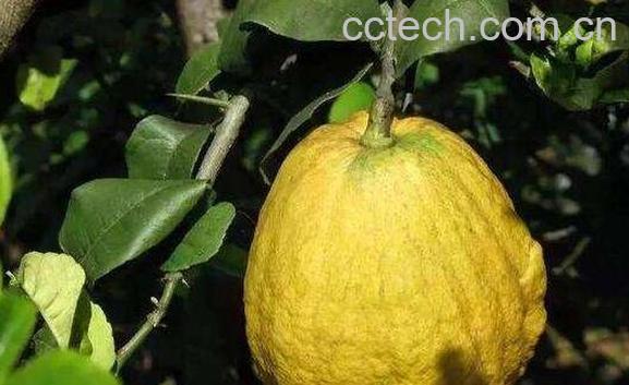 香橼的功效与作用 香橼的禁忌-1