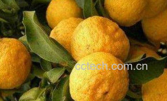 老香橼的功效与作用-0