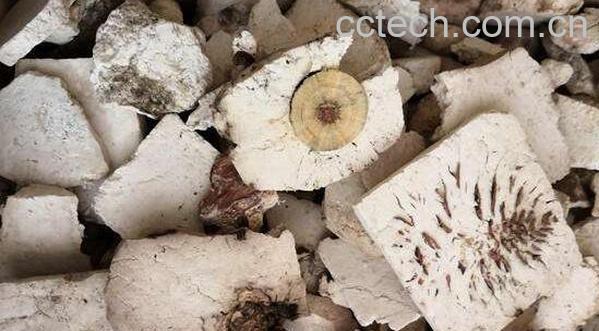 炒茯神的功效与作用-0