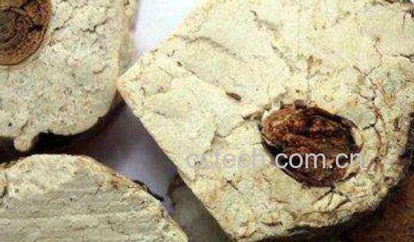 茯神木的功效与作用 茯神木的禁忌-0