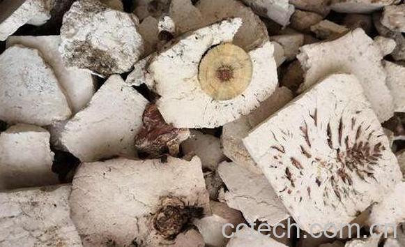 茯神木的功效与作用 茯神木的禁忌-1