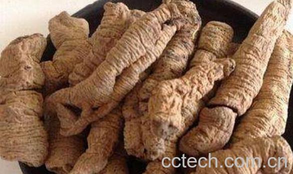 巴戟天的功效与作用 巴戟天的食用方法-0