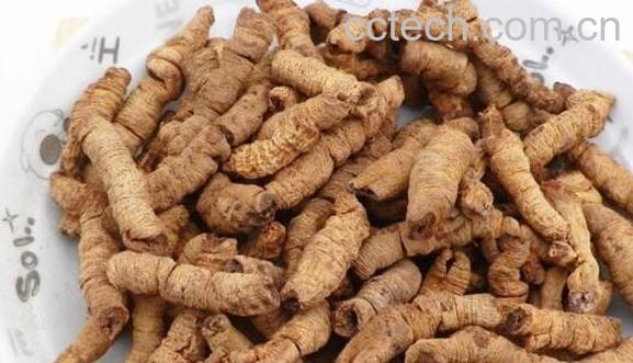 巴戟天的功效与作用 巴戟天的食用方法-1