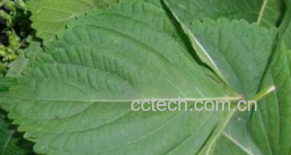 白苏叶的功效与作用 白苏叶的药用价值-0