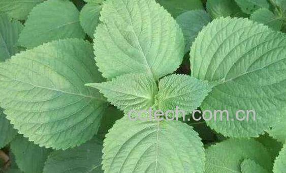 白苏叶的功效与作用 白苏叶的药用价值-1