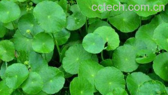 金钱草的功效与作用 金钱草怎么吃好-1