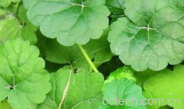 金钱草的功效与作用 金钱草怎么吃好-0